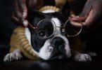 funny dog lying on floor with glasses