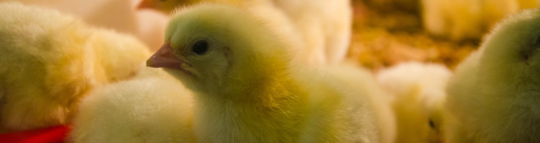 close up photo of chicks