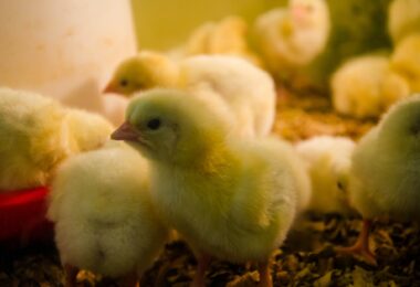 close up photo of chicks