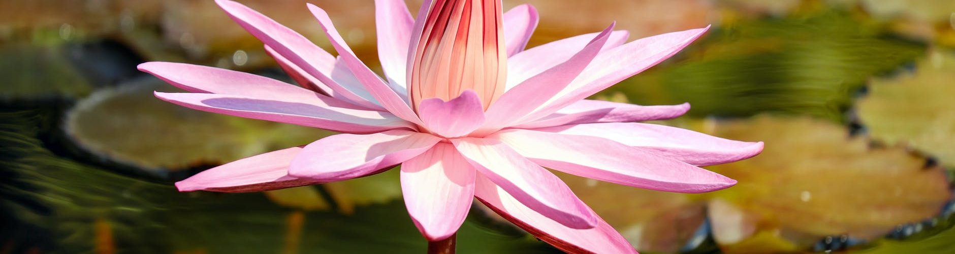 purple lotus flower on water