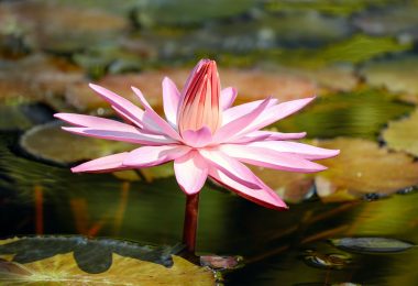 purple lotus flower on water