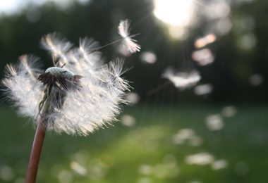 white dandelion flower shallow focus photography