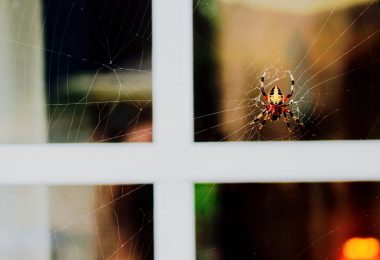 black yellow and red spider