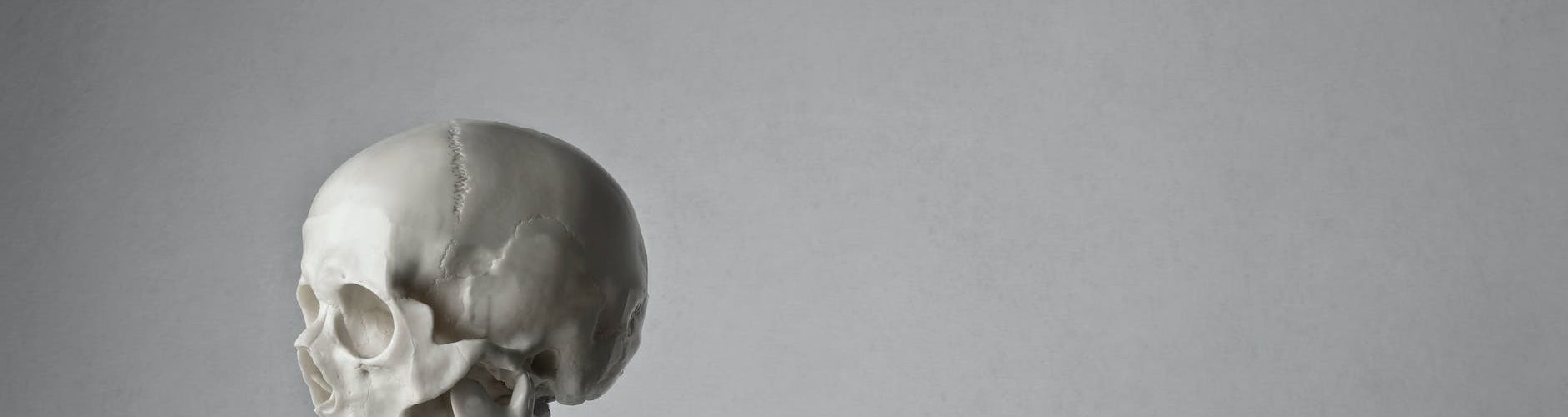 portrait photo of a white skeleton in front of gray background