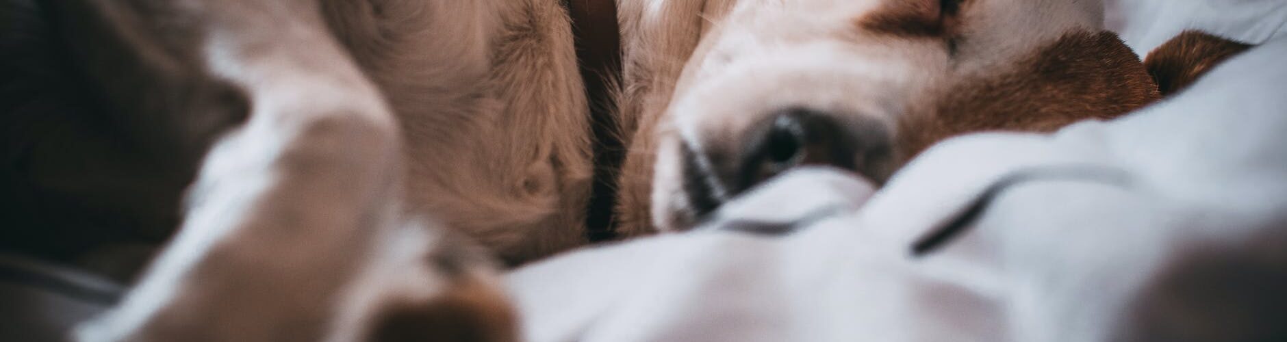 close up photo of sleeping dog