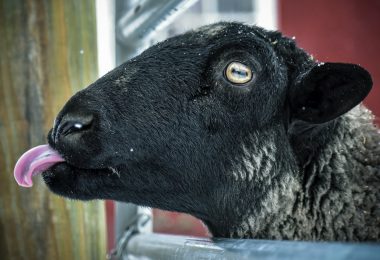 black sheep in cage