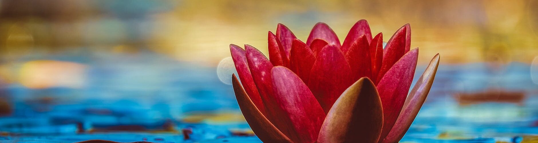 selective focus photography of red waterlily flower in bloom