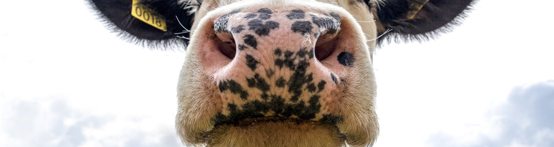 black and white dairy cow s head