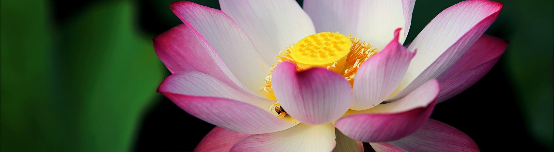 focus photo pink and white lotus flower