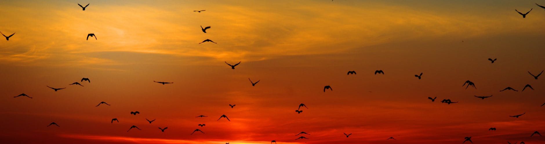 flock of birds flying above the mountain during sunset