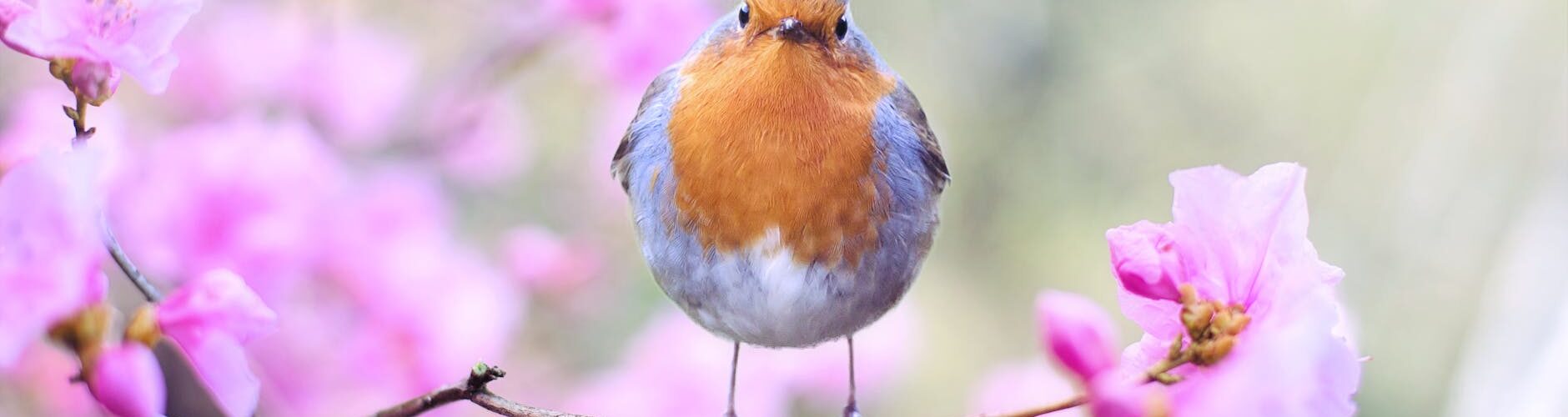 shallow focus photography of bird