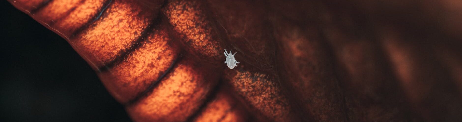 slug mite in close up shot