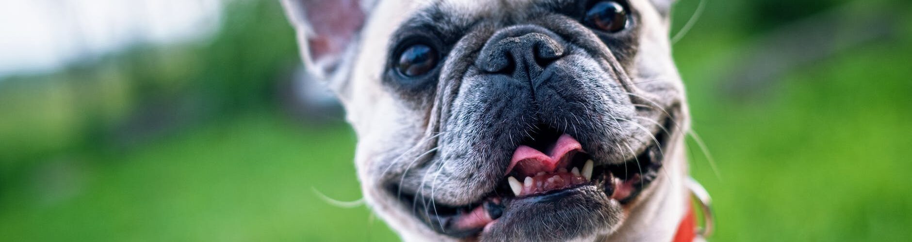 white short coated dog