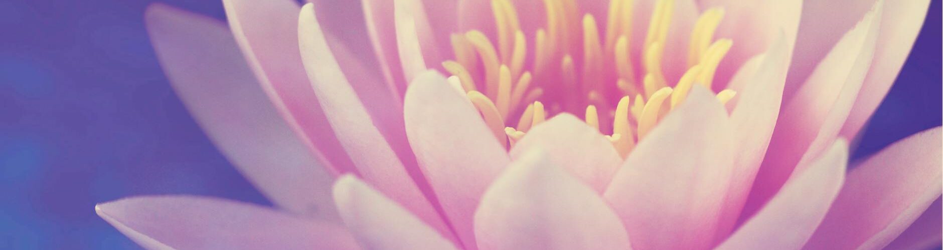 pink lotus flower