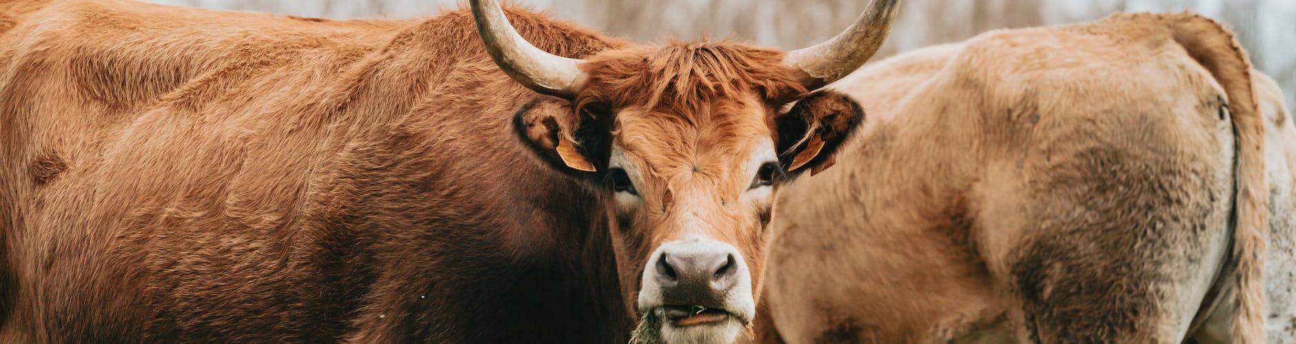 brown cow on green grass field