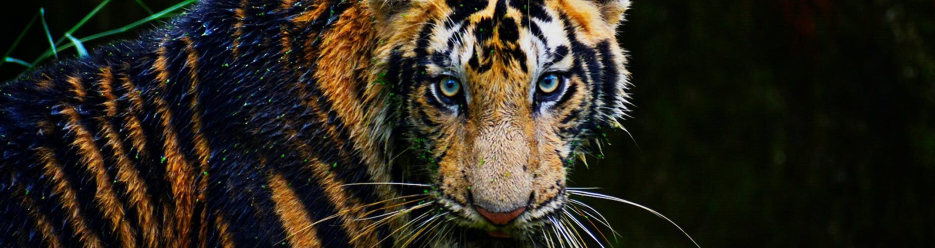 bengal tiger