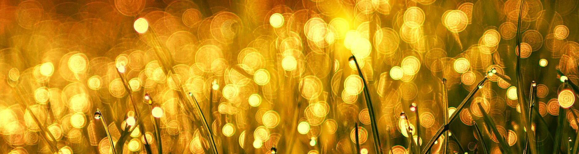 green grass close up photo