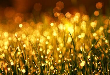 green grass close up photo