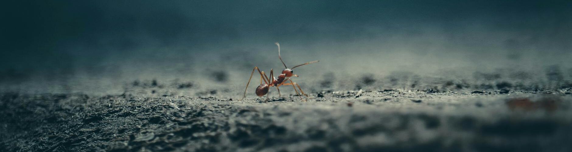 red ant on ground in close up view