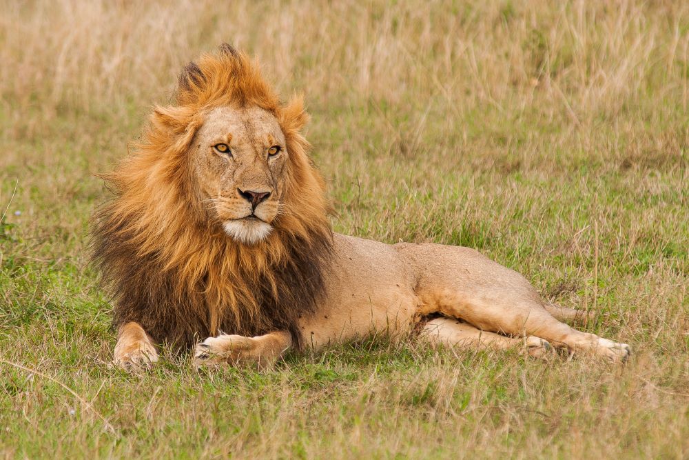 Lion Verse 狮子偈 The Daily Enlightenment Buddhist Inspirations (since 1997)
