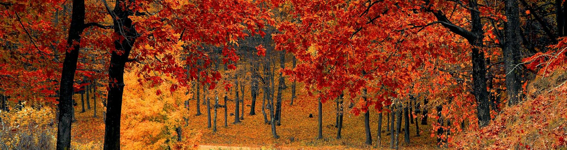 red leaf trees near the road