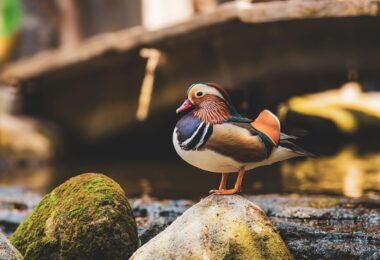 close up of a male mandarin duck sitting on a rock by the water