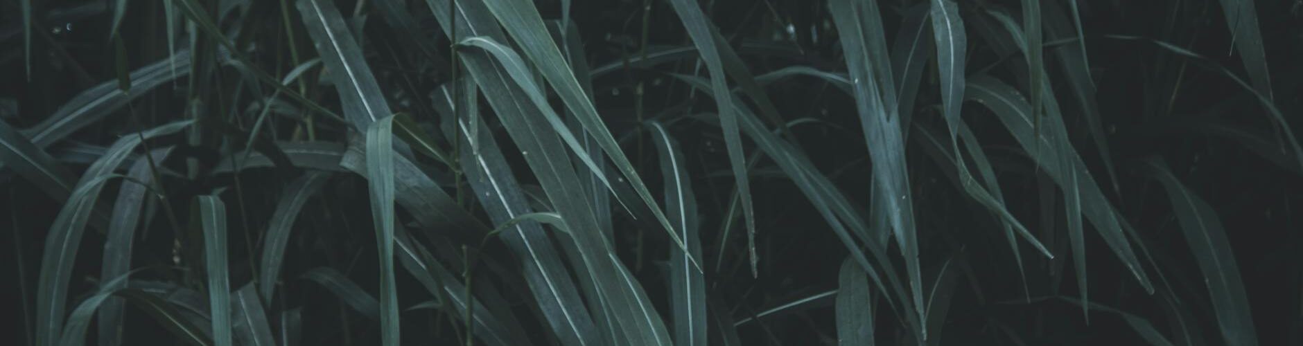 grass in close up photography