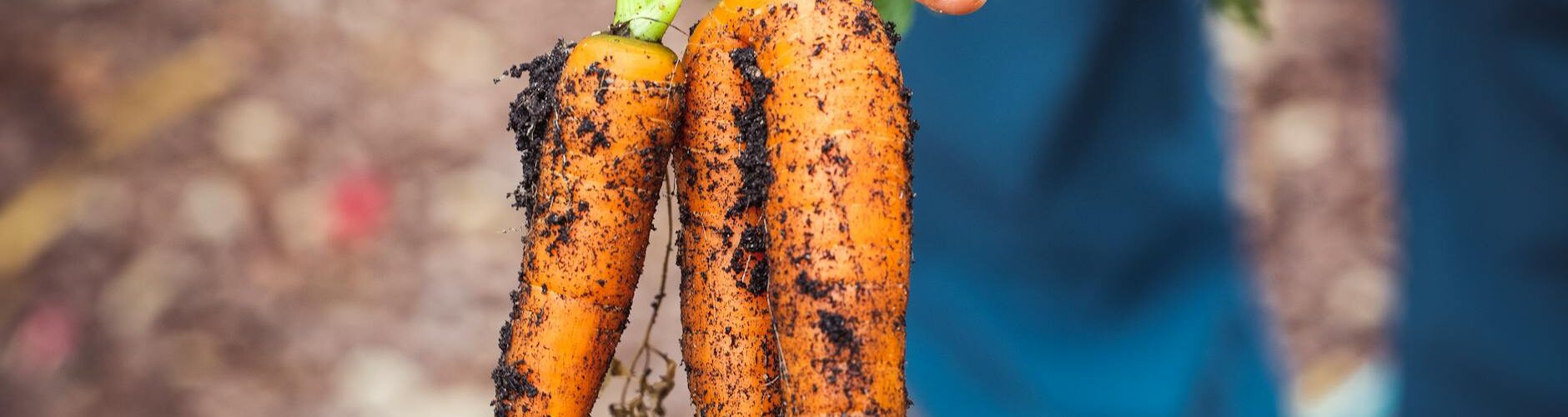 person holding brown and green vegetable