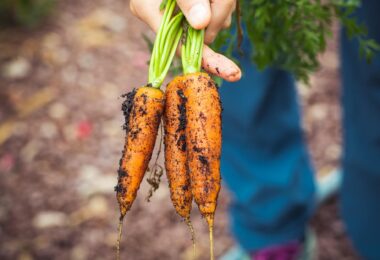 person holding brown and green vegetable