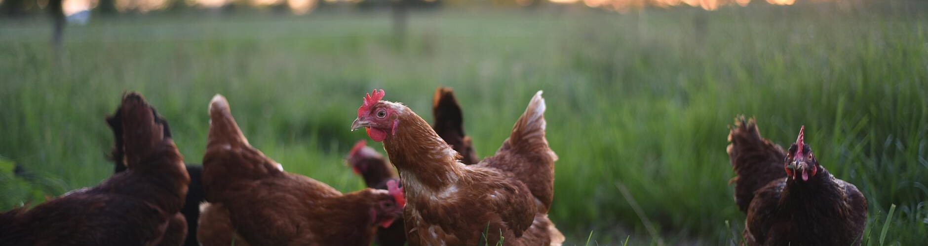 farm chickens pasturing on meadow