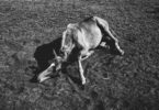 grayscale of a horse lying on the field