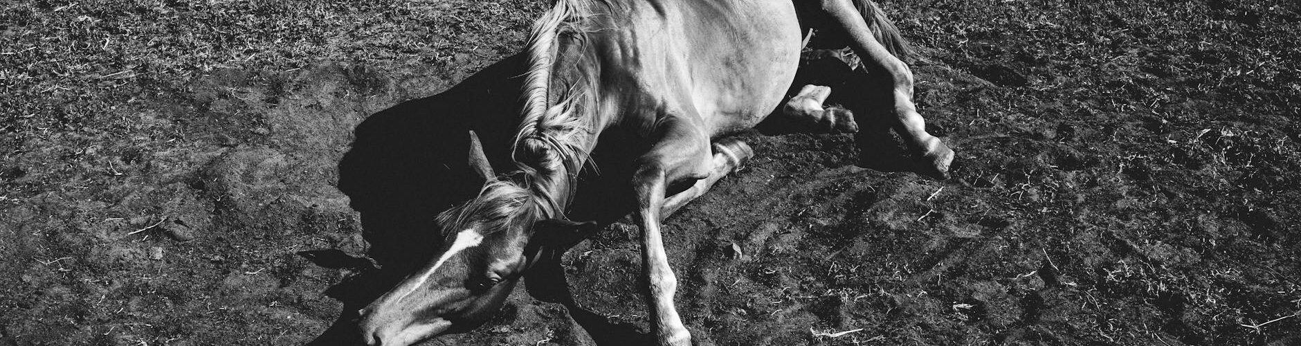grayscale of a horse lying on the field