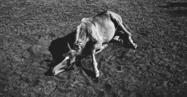grayscale of a horse lying on the field
