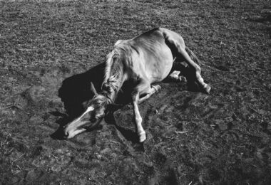 grayscale of a horse lying on the field