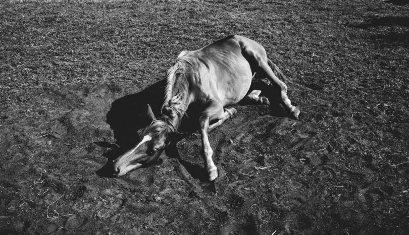 grayscale of a horse lying on the field
