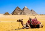 a camel lying in the ground on the background of pyramids