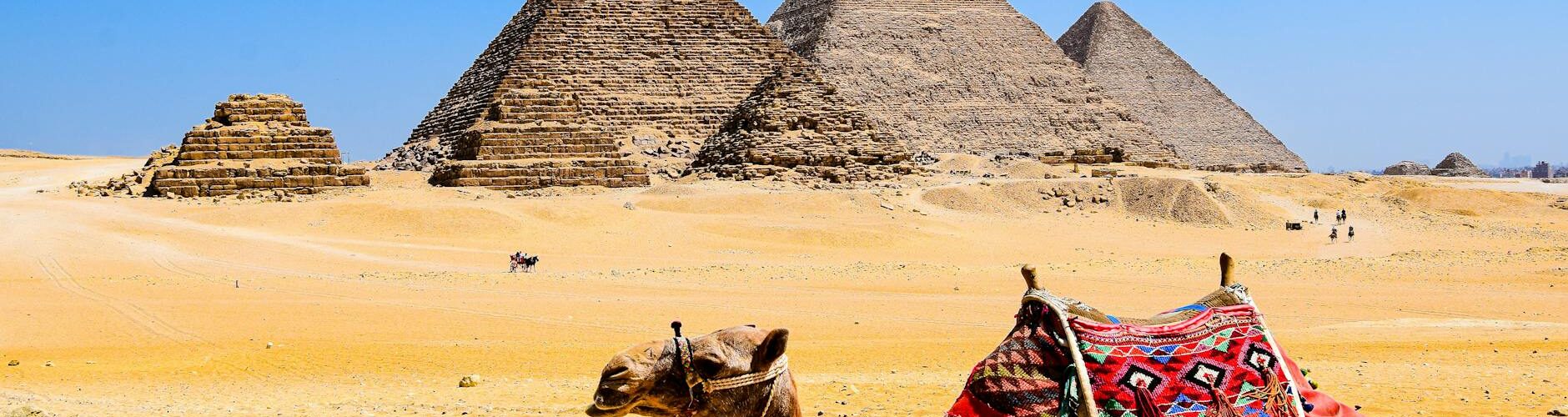 a camel lying in the ground on the background of pyramids