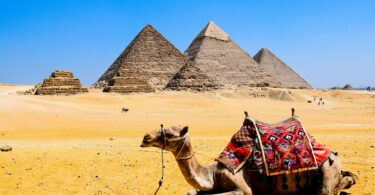 a camel lying in the ground on the background of pyramids