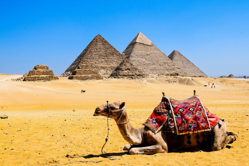 a camel lying in the ground on the background of pyramids