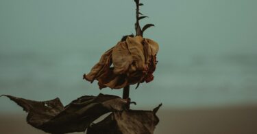 shallow photography of dried leaves