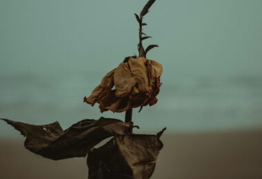 shallow photography of dried leaves