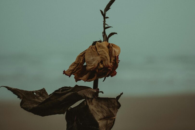 shallow photography of dried leaves